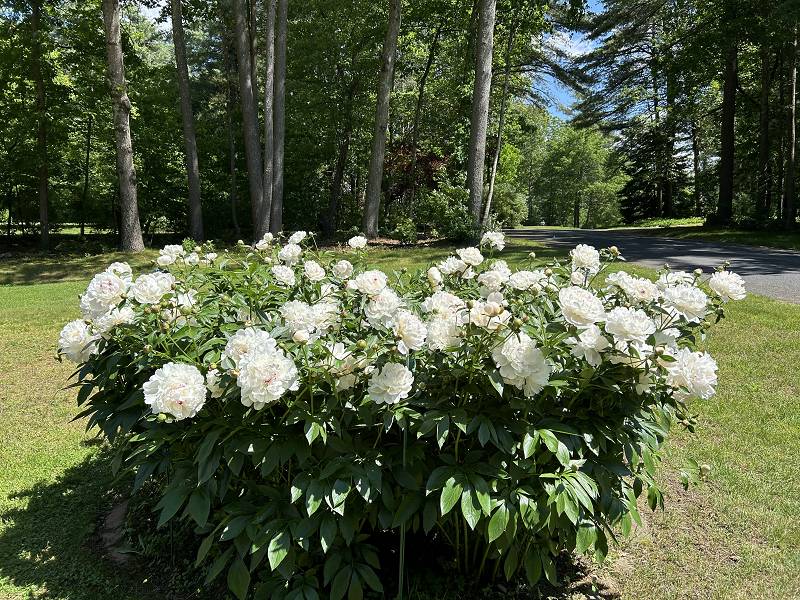 [ Our peony patch ]